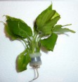 Anubias barteri var. barteri - 3.90€